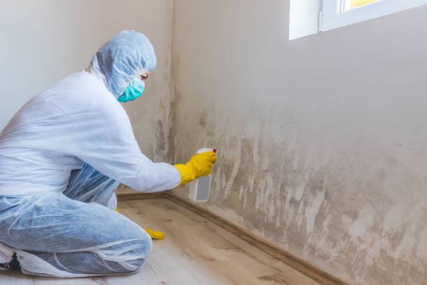Licensed Mold Remediation service in Burlington, KY - 24 Hour Mold Removal